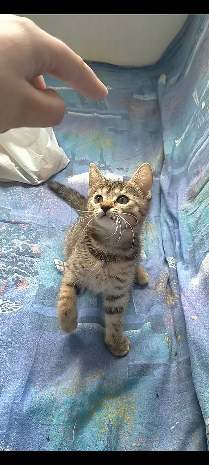 Rox a rejoint le concours — aidez-le/la à gagner de superbes lots ! carnivore, cat, claw, domestic_short_haired_cat, fawn, felidae, fur, gesture, grass, paw, road_surface, shadow, sitting, small_to_medium_sized_cats, snout, tail, terrestrial_animal, tree, whiskers, wildlife