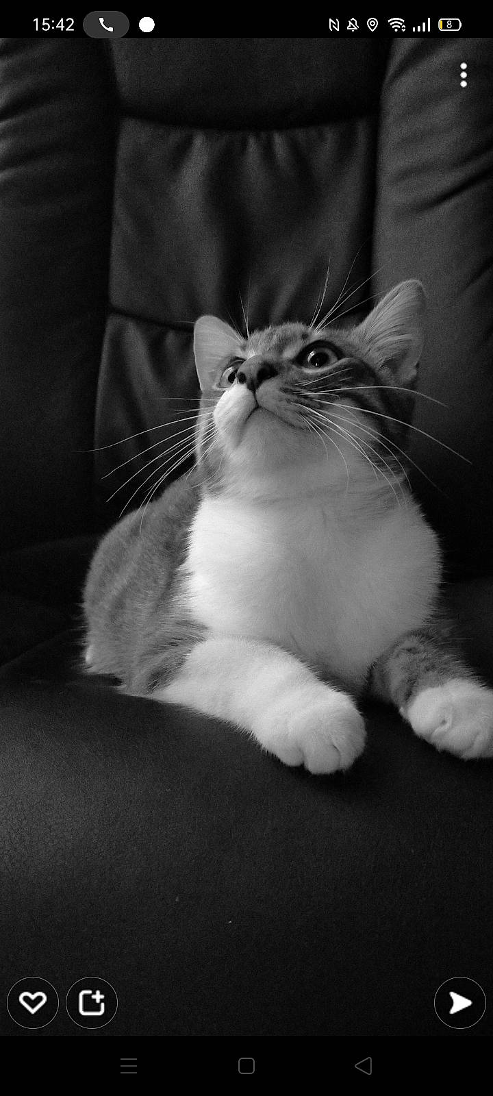 Rajah participe au concours pour gagner de l'argent avec cette photo : carnivore, cat, claw, comfort, domestic_short_haired_cat, felidae, foot, fur, human_leg, monochrome, monochrome_photography, paw, sitting, small_to_medium_sized_cats, snout, tail, whiskers