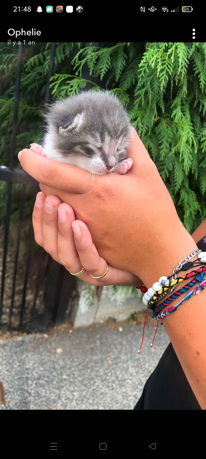 Rajah participe au concours pour gagner de l'argent avec cette photo : cat, claw, felidae, fence, finger, fur, gesture, grass, hand, nail, plant, small_to_medium_sized_cats, snout, tail, terrestrial_animal, thumb, tree, whiskers, wildlife_biologist, wrist