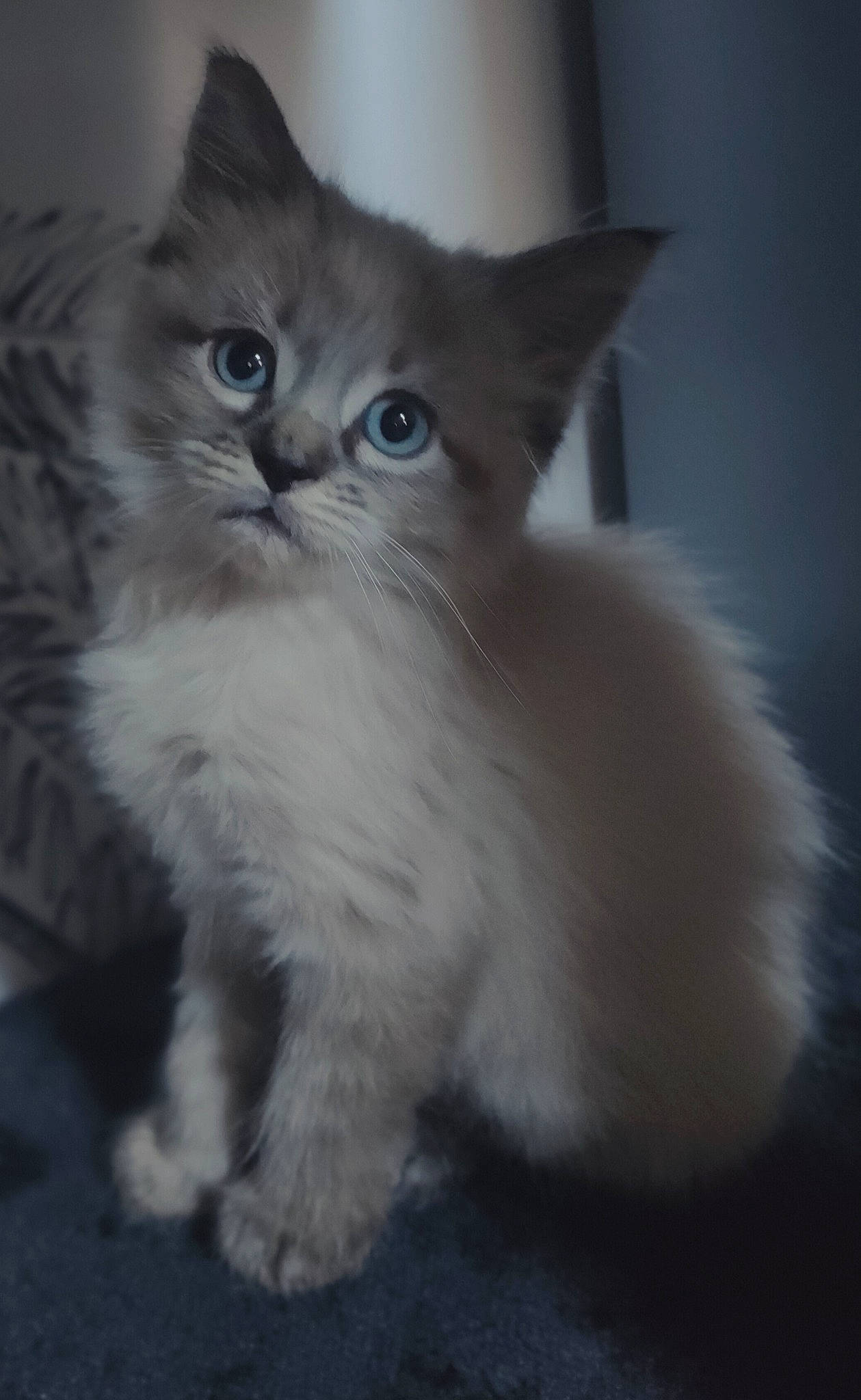 Cookie a rejoint le concours — aidez-le/la à gagner de superbes lots ! british_longhair, carnivore, cat, claw, domestic_short_haired_cat, eye, felidae, fur, paw, ragdoll, small_to_medium_sized_cats, snout, tail, terrestrial_animal, whiskers, window