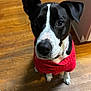 Ollie is registered to the contest to win money with this photo: dog, black_and_white, pet, sweater, indoors, wooden_floor, looking_up, canine, cute, animal, domestic_animal, mammal, companion, fur, ears, snout, collar, portrait, household, friendly