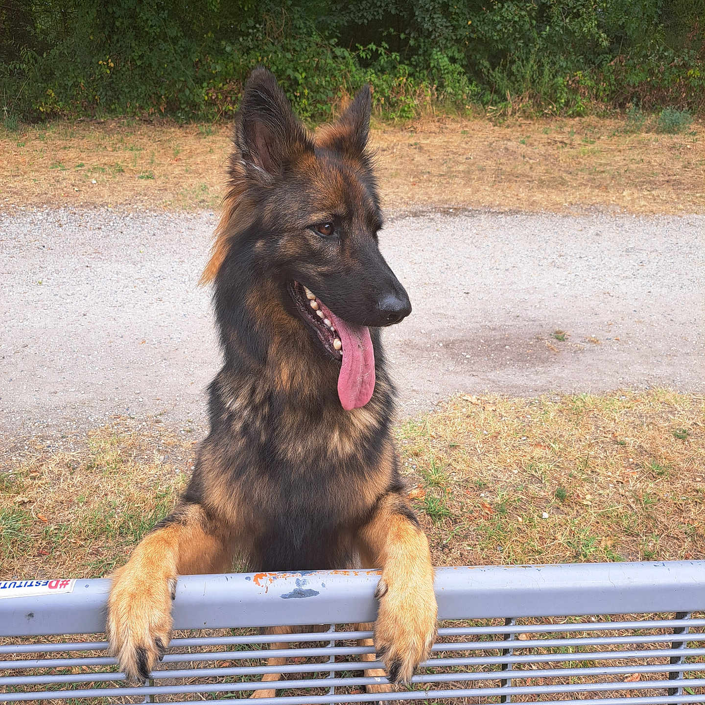 Schweppes participe au concours pour gagner de l'argent avec cette photo : animal, canine, dog, germanshepherd, pet, policedog, puppy