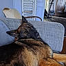 Schweppes participe au concours pour gagner de l'argent avec cette photo : animal, architecture, armchair, building, canine, chair, couch, cushion, dog, furniture, germanshepherd, hardwood, homedecor, indoors, interiordesign, livingroom, pet, puppy, room, wood