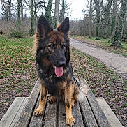 Schweppes participe au concours pour gagner de l'argent avec cette photo : animal, bench, canine, dog, furniture, germanshepherd, grass, lumber, path, pet, plant, policedog, puppy, slate, tree, walkway, wood