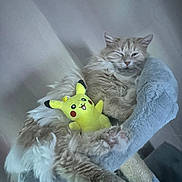 Rouxy a rejoint le concours — aidez-le/la à gagner de superbes lots ! cat, fluffy, sleepy, pikachu, plush_toy, cat_tree, cozy, relaxed, indoor, pet, feline, soft_lighting, cute, animal, resting, paws, fur, toy, home, comfort