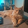 Rouxy participe au concours pour gagner de l'argent avec cette photo : cat, orange_cat, fluffy, pet, indoor, couch, furniture, relaxed, animal, home, cat_tree, paws, whiskers, ears, face, living_room, resting, domestic_cat, cute, feline