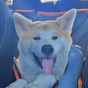 Haru 春 is registered to the contest to win money with this photo: animal, backseat, canine, car, daylight, dog, fur, happy, headrest, inside, leash, mammal, pet, road_trip, seat, smiling, tongue_out, transportation, travel, window