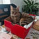 Minette