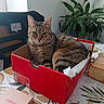 cat, tabby_cat, red_box, shoebox, table, tablecloth, plant, loaf_of_bread, pink_box, indoor, pet, feline, cozy, resting, striped_fur, domestic_cat, animal, houseplant, food, home