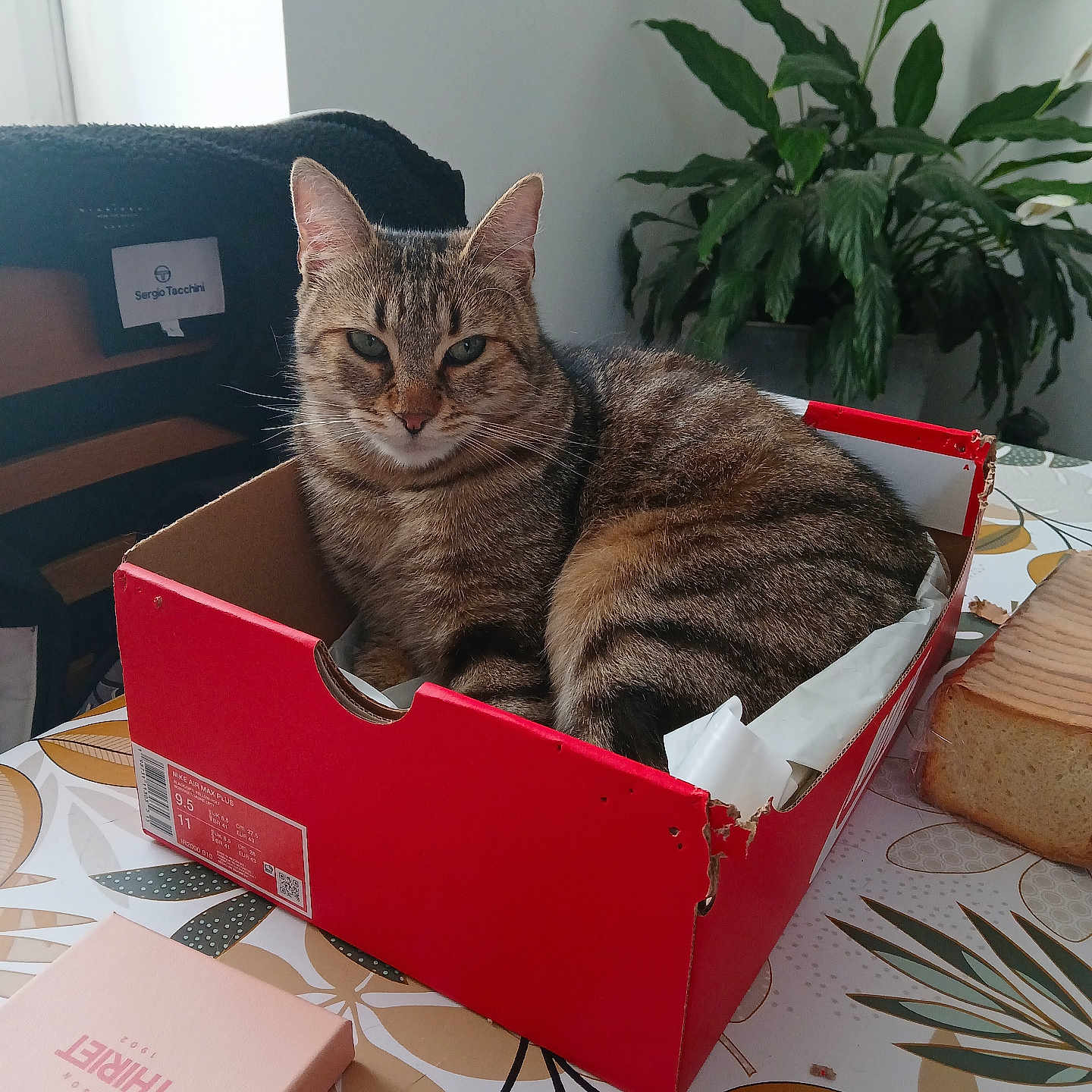 Minette participe au concours pour gagner de l'argent avec cette photo : cat, tabby_cat, red_box, shoebox, table, tablecloth, plant, loaf_of_bread, pink_box, indoor, pet, feline, cozy, resting, striped_fur, domestic_cat, animal, houseplant, food, home