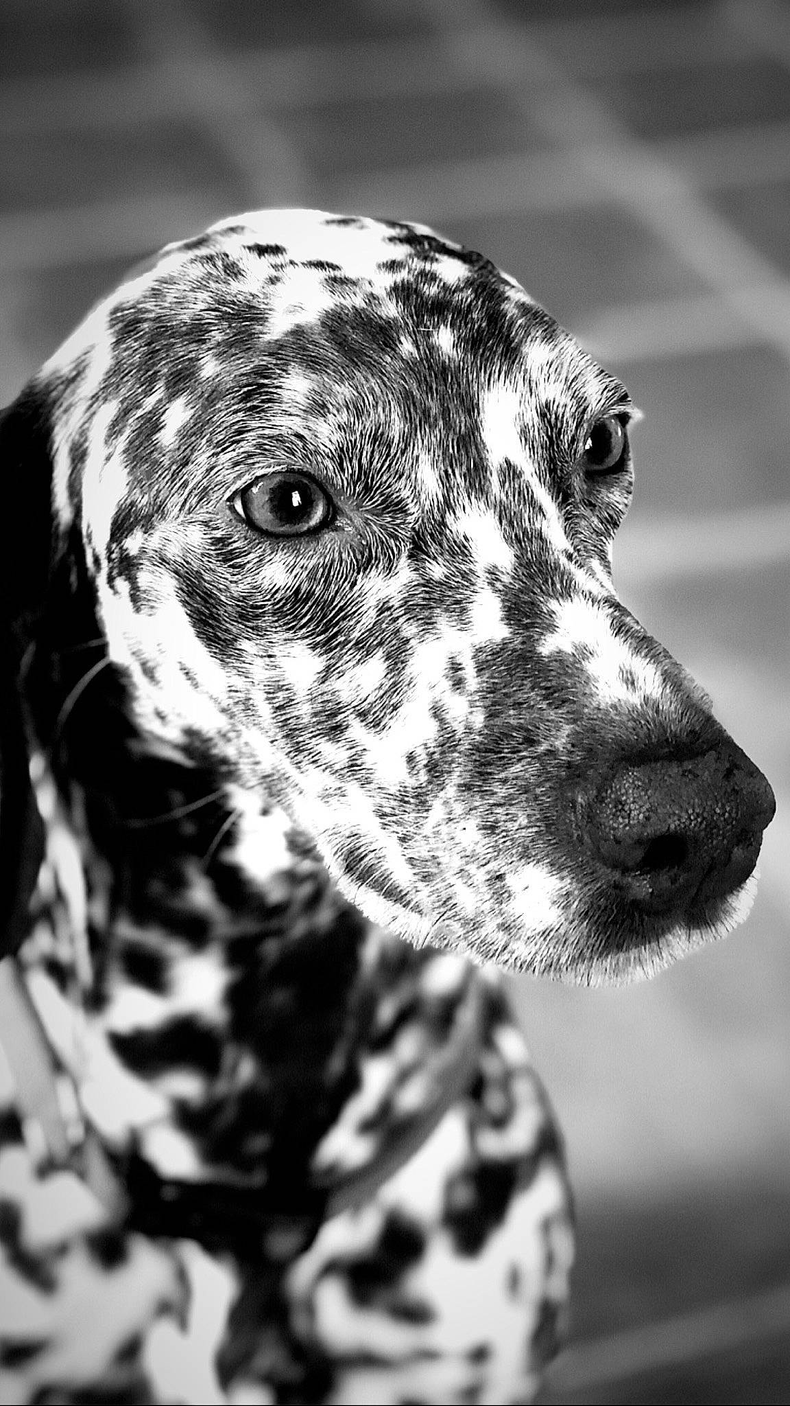 Jeepsy a rejoint le concours — aidez-le/la à gagner de superbes lots ! black_and_white, braque_dauvergne, canidae, carnivore, dalmatian, dog, dog_breed, english_setter, great_dane, louisiana_catahoula_leopard_dog, mammal, monochrome, non_sporting_group, photography, snout, sporting_group, vertebrate, whiskers