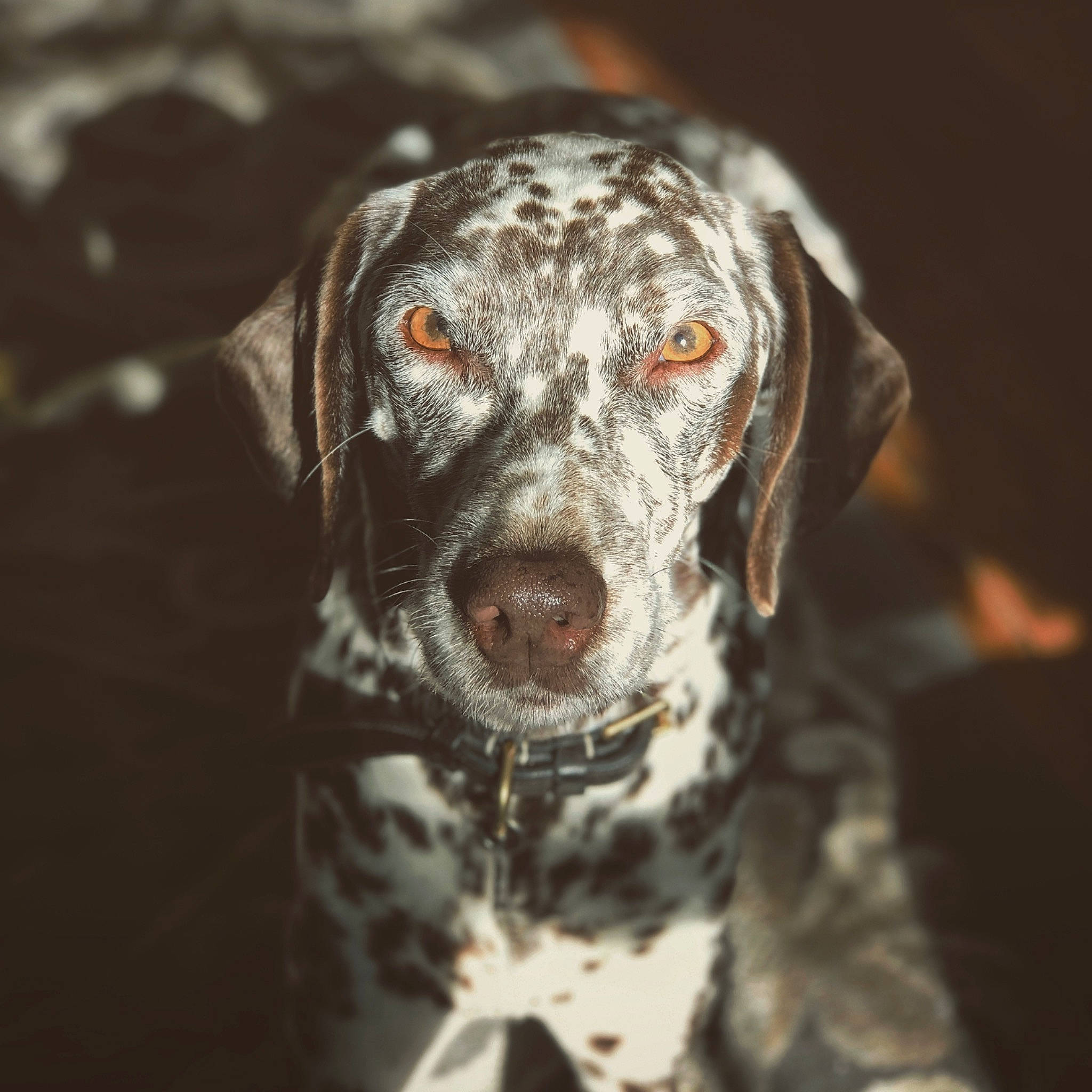 Jeepsy participe au concours pour gagner de l'argent avec cette photo : braque_dauvergne, braque_du_bourbonnais, braque_francais, canidae, carnivore, dog, dog_breed, ear, german_shorthaired_pointer, hunting_dog, louisiana_catahoula_leopard_dog, mammal, non_sporting_group, old_danish_pointer, plott_hound, pointer, snout, sporting_group, vertebrate, whiskers