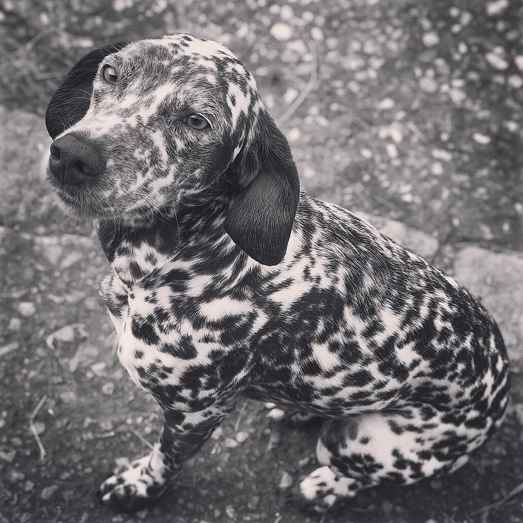 Jeepsy a rejoint le concours — aidez-le/la à gagner de superbes lots ! braque_dauvergne, braque_du_bourbonnais, canidae, carnivore, dog, dog_breed, mammal, sporting_group, vertebrate