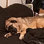 dog, sleeping, couch, black_fabric, indoor, pet, relaxing, fur, paw, side_view, domestic_animal, brown_dog, household, resting, pile_of_clothes, cardboard_box, water_jug, black_cushion, quiet, nap