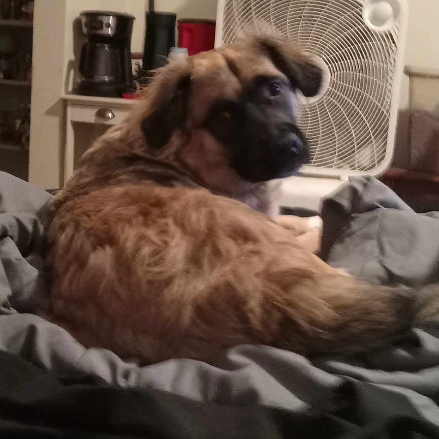 Sassy joined the competition — help win amazing prizes! black_face, blanket, brown_fur, casual, cozy, curious, dog, domestic, fan, furniture, household, indoor, pet, relaxed, room, shelf, sitting, storage_bin, tail, wooden_chair