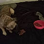 dog, bed, food_bowl, kibble, blanket, indoor, pet, animal, carpet, dark, furniture, resting, brown_dog, canine, feeding, household, room, sleeping_area, domestic, quiet