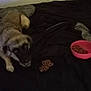 dog, bed, bowl, kibble, food, indoor, pet, animal, black, brown, carpet, blanket, resting, looking_up, canine, floor, light, shadow, room, home