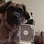 dog, indoor, fan, cardboard_box, storage_container, furniture, door, wall, household_items, pet, curious, brown_fur, black_face, collar, chair, room, clutter, close_up, domestic, animal