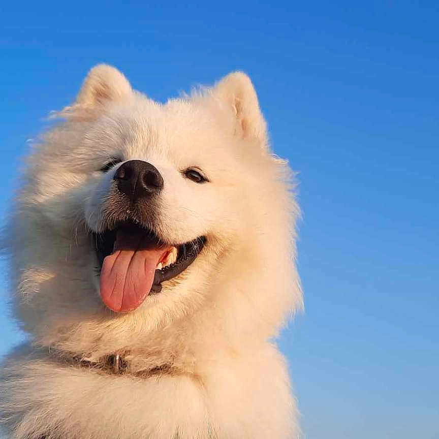 Vasco a rejoint le concours — aidez-le/la à gagner de superbes lots ! angora, animal, canine, cat, chow, dog, eskimodog, husky, pet, puppy, snout, whitedog