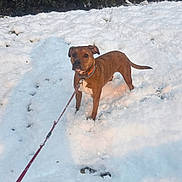 Gaya a rejoint le concours — aidez-le/la à gagner de superbes lots ! dog, brown_dog, leash, snow, snowy_ground, outdoor, winter, cold, animal, pet, collar, canine, nature, leafy_bushes, daylight, standing, alert, fur, mammal, backyard
