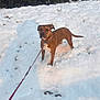 dog, brown_dog, leash, snow, snowy_ground, outdoor, winter, cold, animal, pet, collar, canine, nature, leafy_bushes, daylight, standing, alert, fur, mammal, backyard