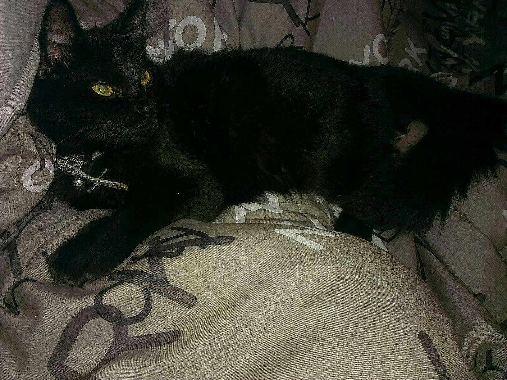 Nyla