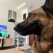 Seven participe au concours pour gagner de l'argent avec cette photo : animal, black_fur, blanket, brown_fur, cat_tree, close_up, dog, domestic_animal, ear, floor, furniture, german_shepherd, home, indoor, living_room, pet, side_profile, snout, television, wooden_cabinet