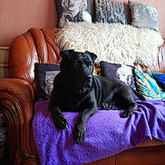 Max participe au concours pour gagner de l'argent avec cette photo : dog, black_dog, sofa, leather_sofa, purple_blanket, cushions, marilyn_monroe_print, living_room, pet, indoor, furniture, cozy, resting, animal, canine, home_decor, relaxed, brown_sofa, textile, portrait