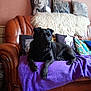 dog, black_dog, sofa, leather_sofa, purple_blanket, cushions, marilyn_monroe_print, living_room, pet, indoor, furniture, cozy, resting, animal, canine, home_decor, relaxed, brown_sofa, textile, portrait