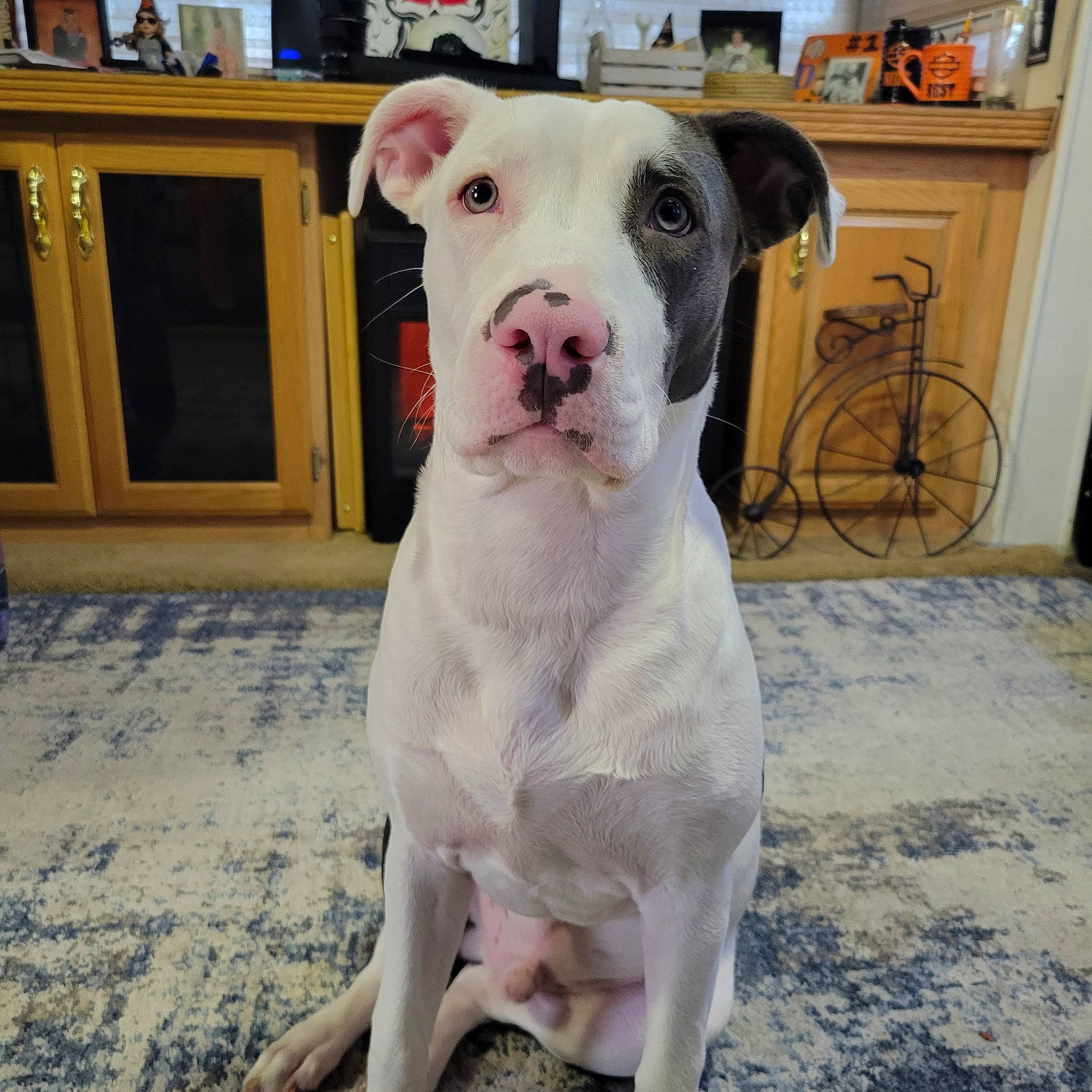 Ceaser is registered to the contest to win money with this photo: cabinetry, carnivore, chest_of_drawers, collar, companion_dog, dog, dog_breed, dog_collar, drawer, fawn, flooring, hardwood, pet_supply, shelf, snout, sporting_group, tail, whiskers, wood, working_animal