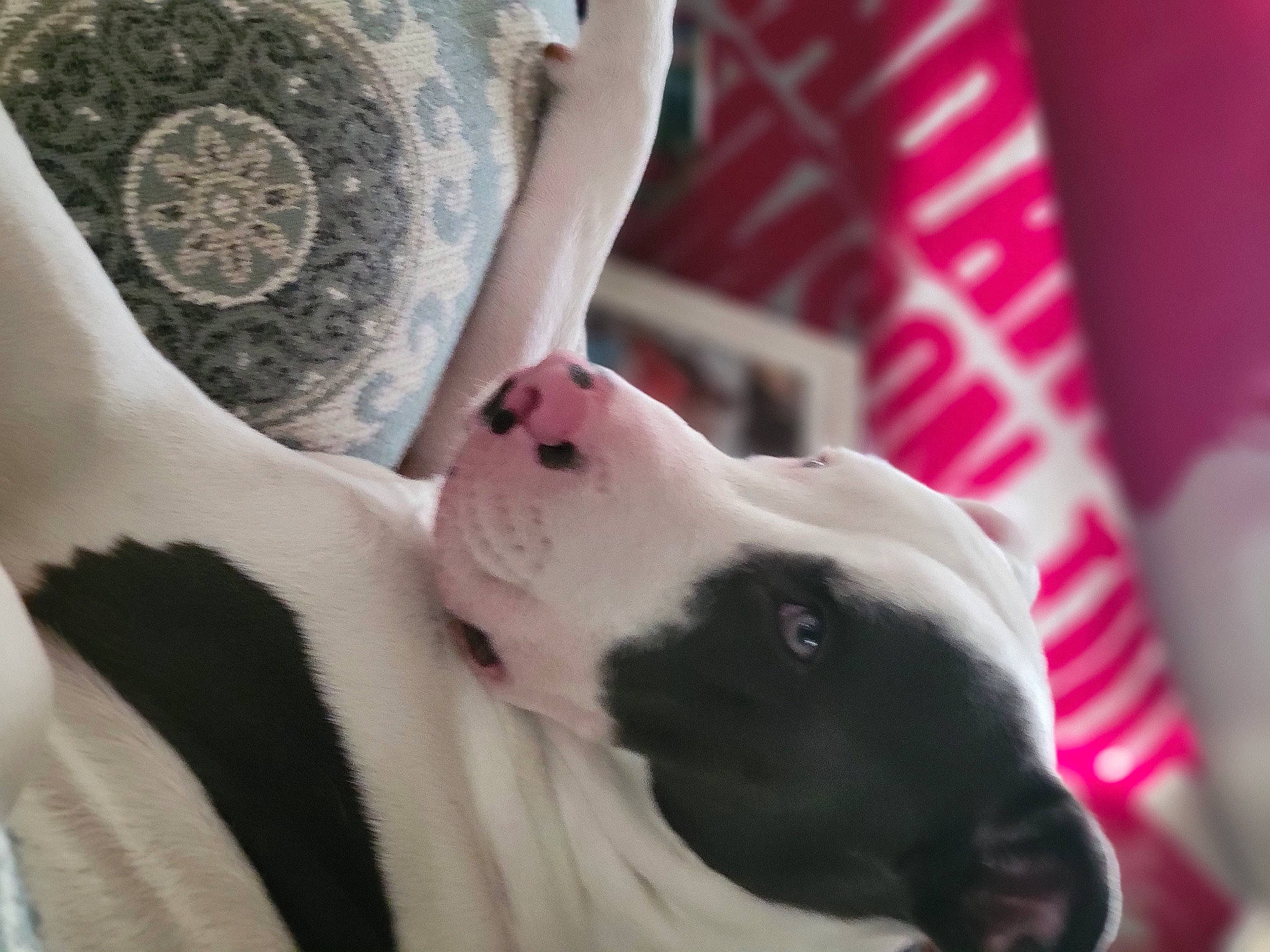 Ceaser joined the competition — help win amazing prizes! carnivore, comfort, companion_dog, couch, dog, dog_breed, elbow, fawn, fur, human_leg, pattern, sleeve, snout, sporting_group, temporary_tattoo, thigh, trunk, whiskers, working_animal, wrist