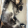 Cindy joined the competition — help win amazing prizes! cat, sleeping, feline, pet, cozy, blanket, fur, paw, resting, cute, indoor, relaxed, whiskers, closeup, animal, soft, domestic, adorable, comfort, nap