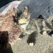 Cindy joined the competition — help win amazing prizes! kitten, cat, calico, pet, animal, feline, sunlight, blanket, cozy, indoors, resting, paw, fur, green_eyes, cute, relaxed, soft, texture, window, shadow