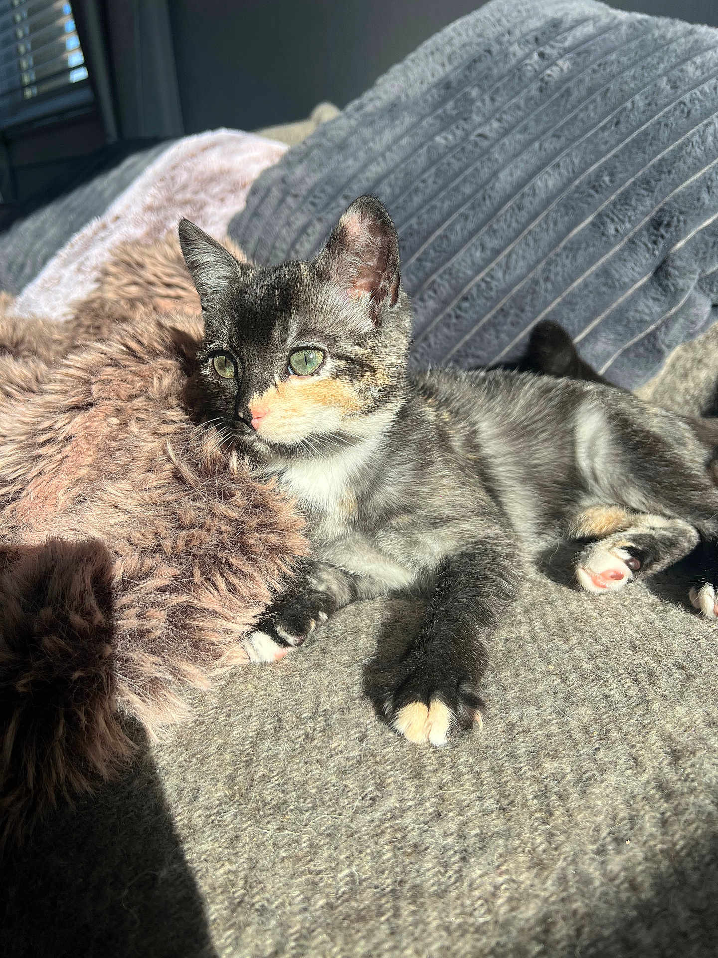 Cindy joined the competition — help win amazing prizes! kitten, cat, calico, pet, animal, feline, sunlight, blanket, cozy, indoors, resting, paw, fur, green_eyes, cute, relaxed, soft, texture, window, shadow