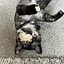 Cindy joined the competition — help win amazing prizes! cat, upside_down, green_eyes, carpet, paw, fur, indoor, pet, cute, animal, whiskers, relaxed, playful, black_fur, cream_spot, texture, closeup, domestic_cat, lying_down, soft