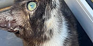 Cindy joined the competition — help win amazing prizes! cat, animal, pet, feline, curious, green_eyes, whiskers, fur, close_up, indoor, window, looking_up, domestic_animal, portrait, soft_light, cute, young_cat, mammal, tabby, alert