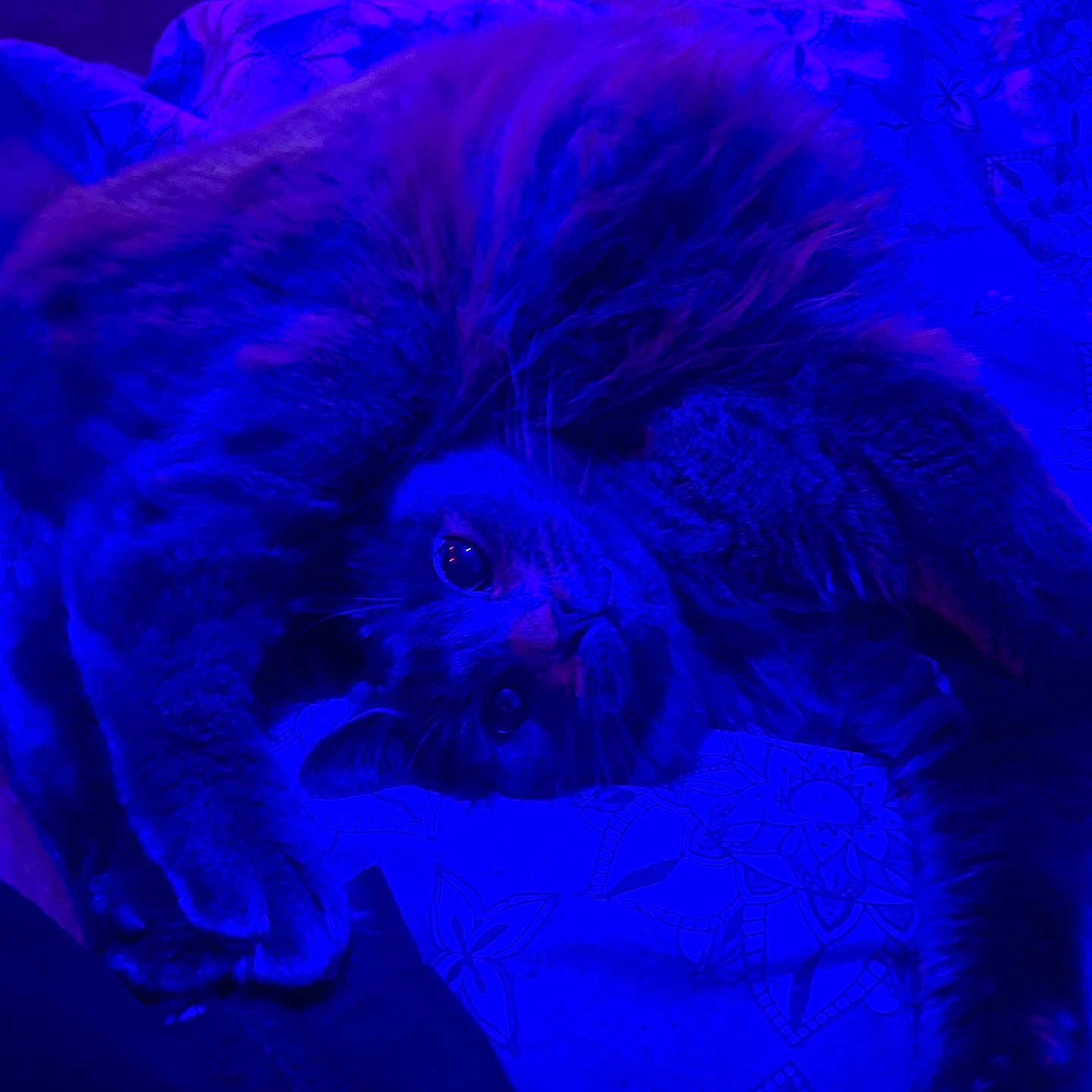 Hazey is registered to the contest to win money with this photo: animal, blanket, blue, canine, cat, cockerspaniel, couch, dog, electronics, furniture, kitten, laser, light, lighting, neon, pet, poodle, puppy, purple, terrier