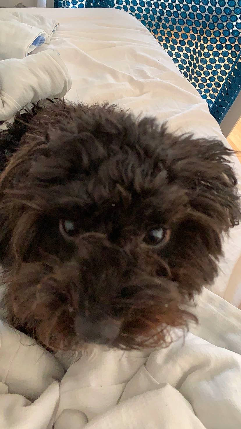 Luna participe au concours pour gagner de l'argent avec cette photo : brown, canidae, carnivore, companion_dog, dog, dog_breed, fawn, fur, linens, liver, mammal, natural_material, puppy, shih_poo, snout, toy_dog, vertebrate, water_dog, working_animal, yorkipoo