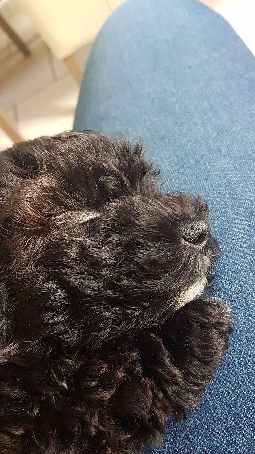 Luna a rejoint le concours — aidez-le/la à gagner de superbes lots ! canidae, carnivore, companion_dog, dog, dog_breed, fawn, fur, liver, non_sporting_group, snout, sporting_group, toy_dog, water_dog, working_animal, working_dog