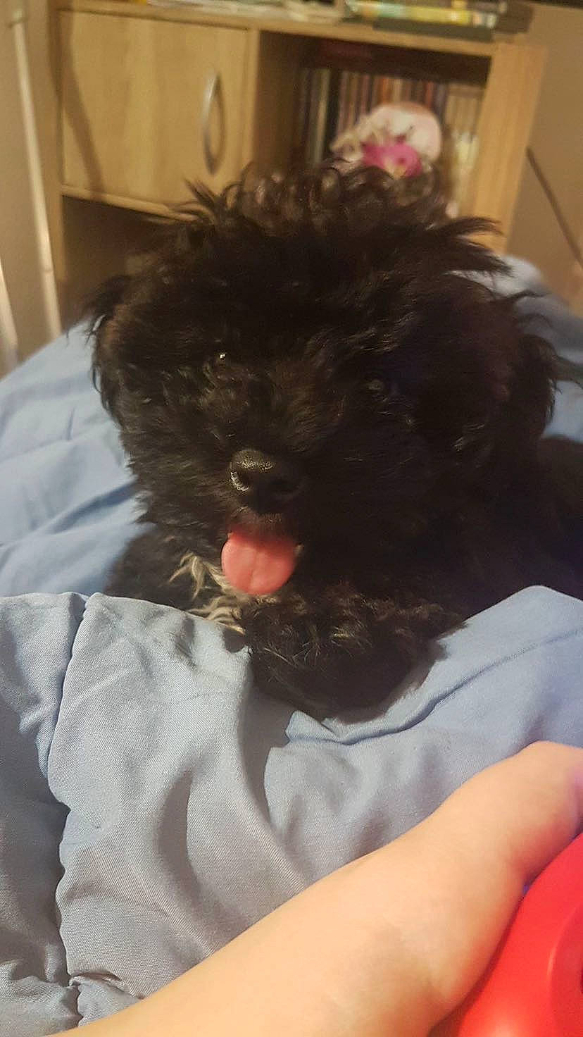 Luna a rejoint le concours — aidez-le/la à gagner de superbes lots ! carnivore, companion_dog, dog, dog_breed, fur, nail, toy_dog, water_dog, working_animal