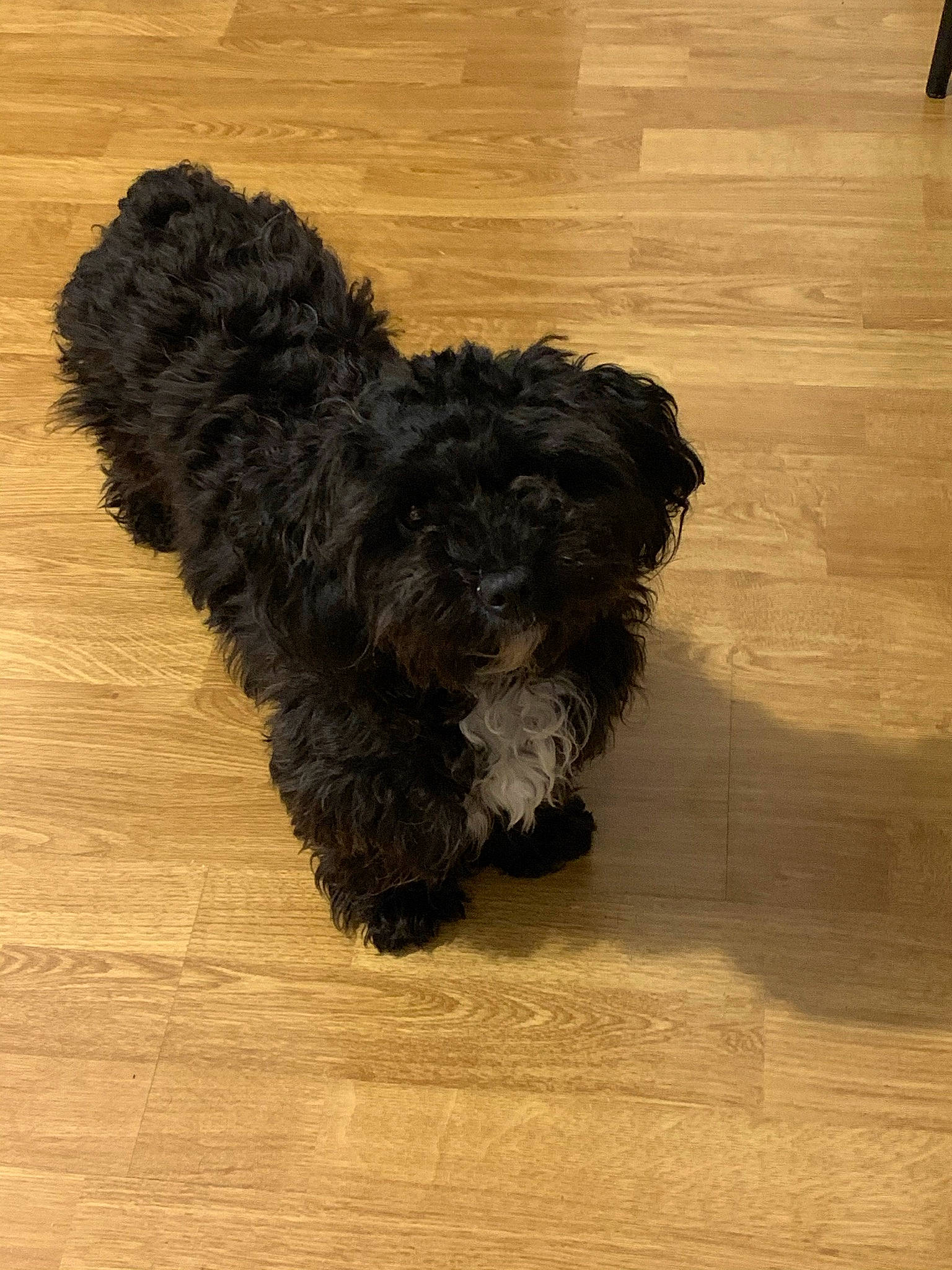 Luna a rejoint le concours — aidez-le/la à gagner de superbes lots ! black, canidae, carnivore, companion_dog, dog, dog_breed, floor, flooring, hardwood, laminate_flooring, small_terrier, snout, terrier, toy_dog, vertebrate, water_dog, wood, wood_flooring, wood_stain, working_animal