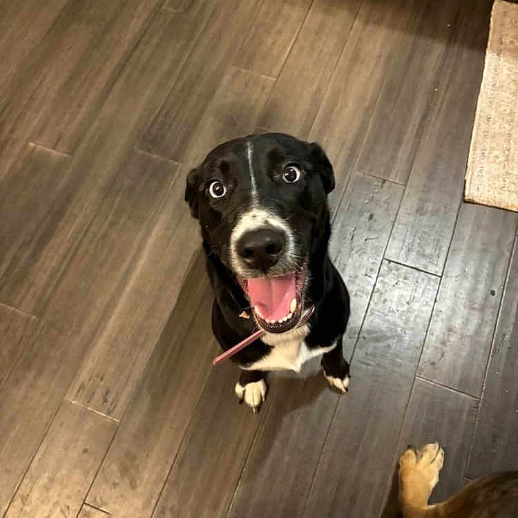 Daisy