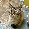 cat, blue_eyes, curious, sitting, indoor, rug, bathroom, tile_floor, whiskers, fur, pet, animal, looking_up, close_up, domestic_cat, cute, tabby, home, floor_mat, ears