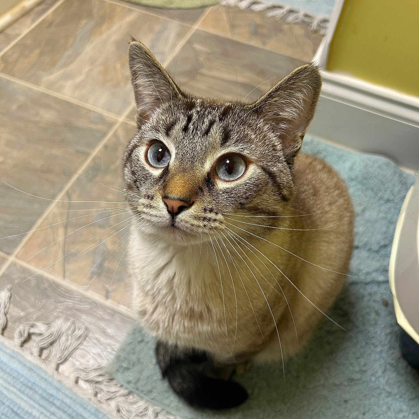 Von is registered to the contest to win money with this photo: cat, blue_eyes, curious, sitting, indoor, rug, bathroom, tile_floor, whiskers, fur, pet, animal, looking_up, close_up, domestic_cat, cute, tabby, home, floor_mat, ears