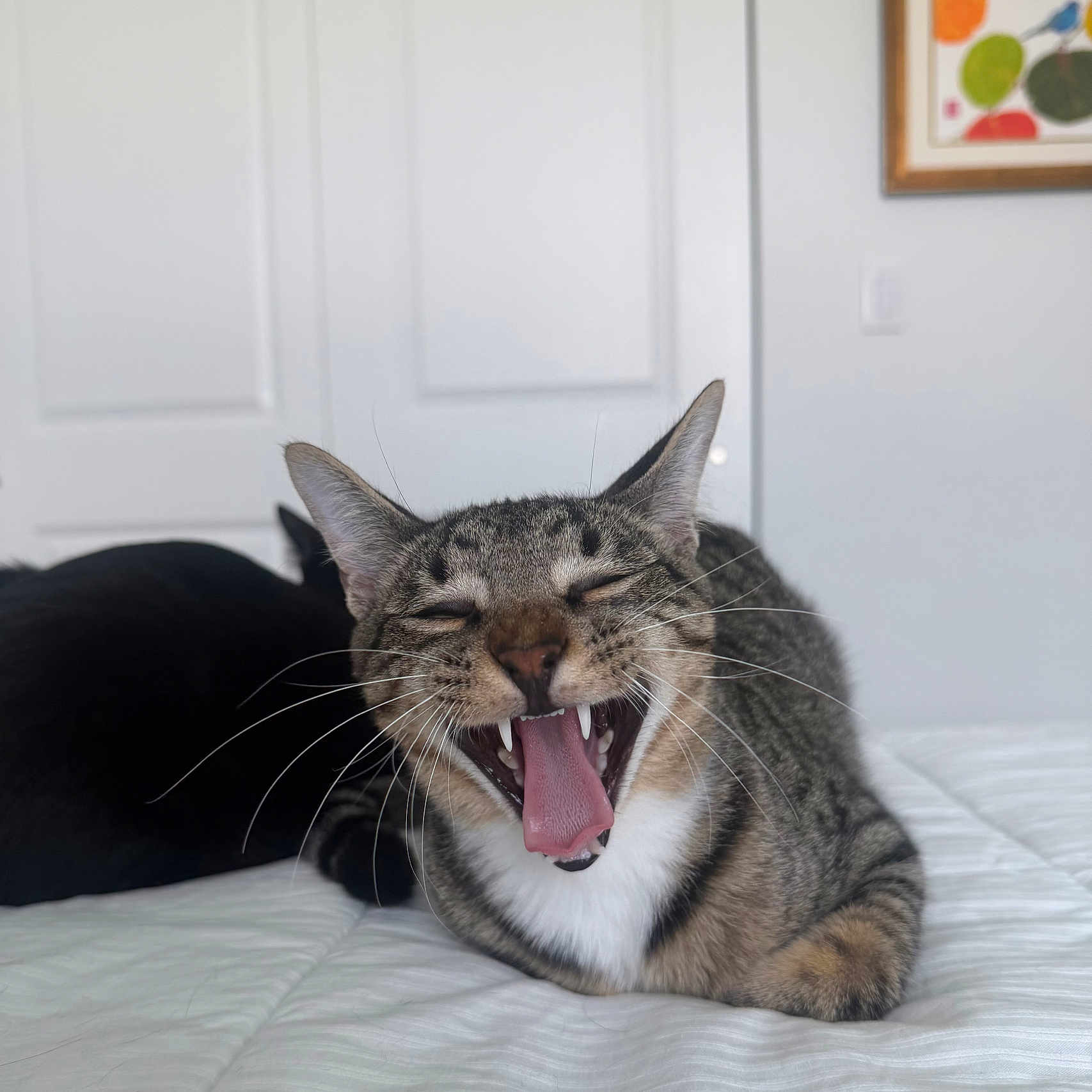 Linton is registered to the contest to win money with this photo: bed, bedroom, black_cat, cat, close_up, ears, fangs, framed_art, funny, fur, indoor, open_mouth, portrait, sleepy, tabby_cat, tongue, wall, whiskers, white_bedding, yawning