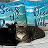 Linton joined the competition — help win amazing prizes! animals, beach, bed, bedding, black_cat, cat, cats, cuddling, cute, feline, home, indoors, lying_down, ocean_theme, pet, pillows, portrait, sea, sitting, tabby_cat