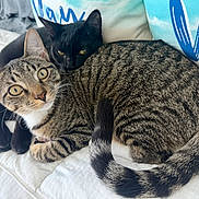 Linton is registered to the contest to win money with this photo: animals, bed, bedding, black_cat, black_fur, cats, cozy, cuddling, ears, eyes, furry, indoors, pet_portrait, pets, resting, sleeping, striped_fur, tabby_cat, two_cats, whiskers