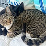 animals, bed, bedding, black_cat, black_fur, cats, cozy, cuddling, ears, eyes, furry, indoors, pet_portrait, pets, resting, sleeping, striped_fur, tabby_cat, two_cats, whiskers