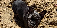 Alya participe au concours pour gagner de l'argent avec cette photo : dog, french_bulldog, sand, beach, animal, pet, outdoor, sunlight, digging, close_up, black_fur, ears, cute, playful, texture, nature, portrait, daytime, canine, fun