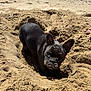 dog, french_bulldog, sand, beach, animal, pet, outdoor, sunlight, digging, close_up, black_fur, ears, cute, playful, texture, nature, portrait, daytime, canine, fun